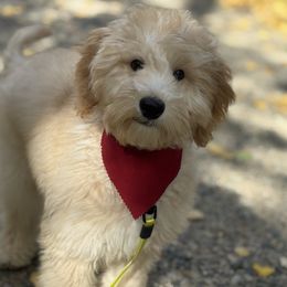 Red Collar Boy - Apricot male Goldendoodle puppy in Bigfork, Minnesota from Timber Rock Doodles