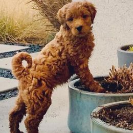 Cavapoos and Goldendoodles from Our Doodle Dwelling