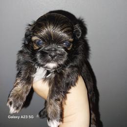Teddy - Chocolate male Shih Tzu puppy in Arcadia, Florida from Kitsune Cuddles and kisses