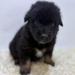Koda - Black Collar - Black male Australian Shepherd puppy in San Marcos, California from Faith Family Freedom Farm
