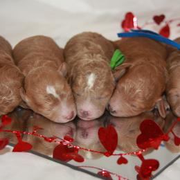 Australian Shepherd, Goldendoodle, and Poodle Puppies from 5AFarms