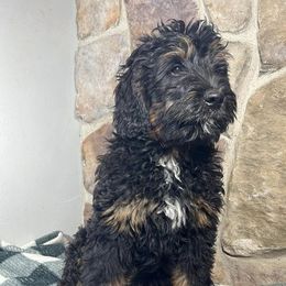 Bernedoodle, Cockapoo, and German Shorthaired Pointer Puppies from Filipiak Breeders
