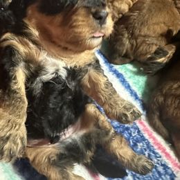 Tri brindle boy - Brown male Cavapoo puppy in Southside, West Virginia from Double Diamond Cavapoos