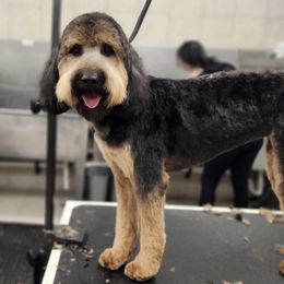 Bordoodle and Poodle All Grown Up from Poo's Doo's & Inu's