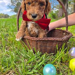Romeo - Red  male Goldendoodle puppy in Augusta, Georgia from Ivey's Poodles & Doodles
