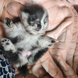 Blue Merle Girl - Blue merle female Pomeranian puppy in Long Eddy, New York from Denise’s Exquisite Pomeranians