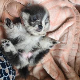 Blue Merle Girl - Blue merle female Pomeranian puppy in Long Eddy, New York from Denise’s Exquisite Pomeranians