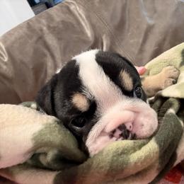 Bulldog Puppies from Bulldog's 4 Brothers