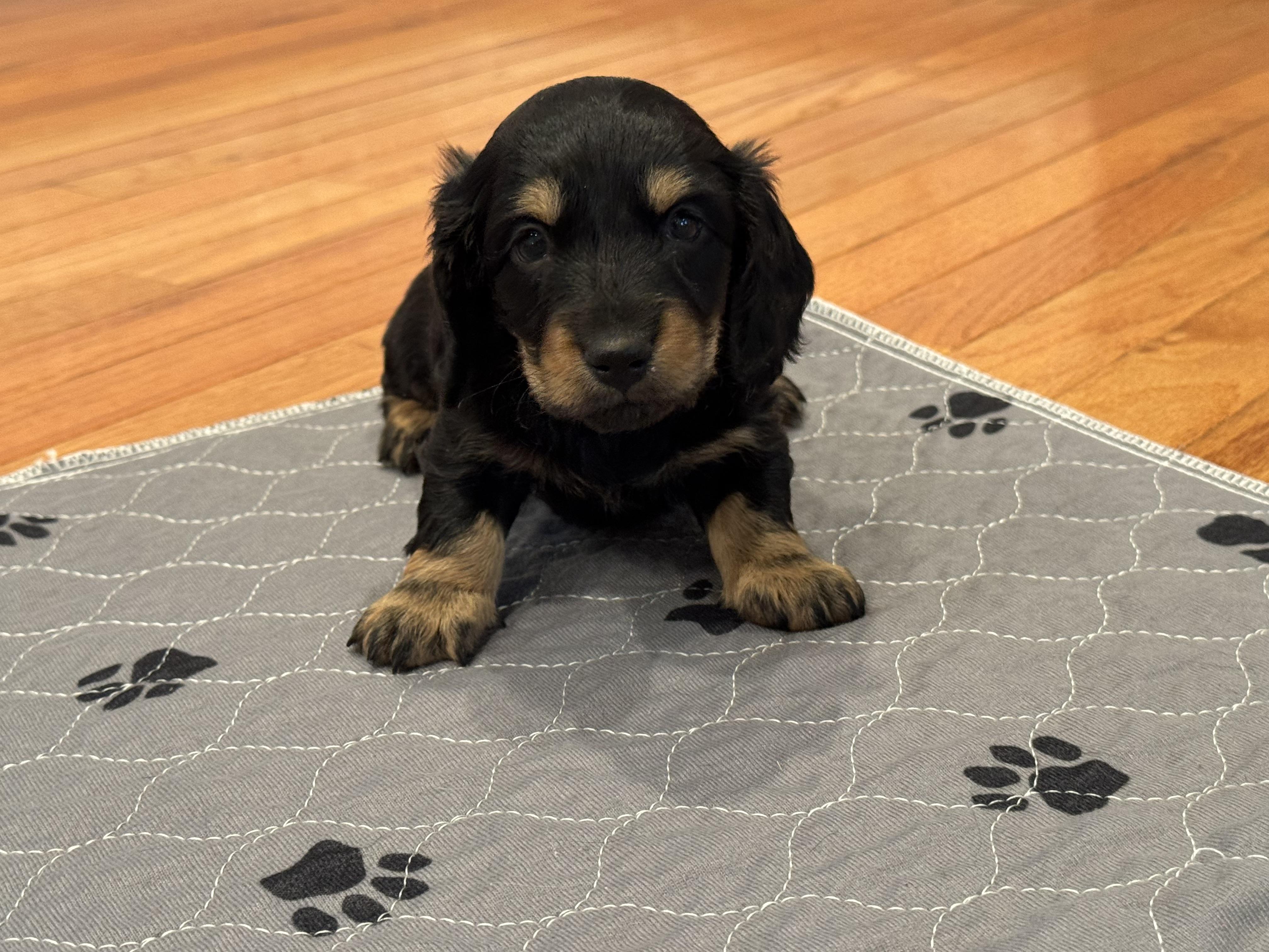 Harry. (Nickname for ID only) Going to be away the week he goes home, I will hold him for the week - Black and tan male Dachshund puppy in Rhode Island from FOSTERS FRENCHIES and DACHSHUNDS