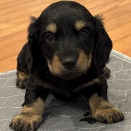 Harry. (Nickname for ID only) Going to be away the week he goes home, I will hold him for the week - Black and tan male Dachshund puppy in Rhode Island from FOSTERS FRENCHIES and DACHSHUNDS