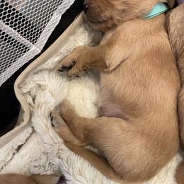 Golden Retriever Puppies from Tradershire Goldens