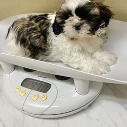 Shih Tzu Puppies from Willow Lane Shih Tzus