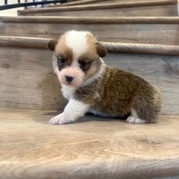 Leo - Red male Pembroke Welsh Corgi puppy in Phelan, California from Desert Sunset Pembroke Welsh Corgis