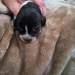 Girl 3 - Black tan and bluetick female Beagle puppy in Medford, Oregon from Laceys AKC Beagles
