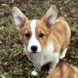 Dennis - Fawn male Pembroke Welsh Corgi puppy in Oxford, Pennsylvania from K&S Quality Pembroke Welsh Corgi’s