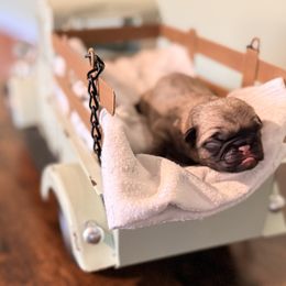 Saint Nick Jr - Fawn male Pug puppy in Smiths Station, Alabama from Magnolia Pugs