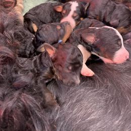 Bernedoodle Puppies from Sun Dog, Port Angeles