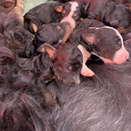 Bernedoodle Puppies from Sun Dog, Port Angeles