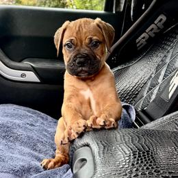 Bullmastiff Puppies from Silverback Bullmastiffs