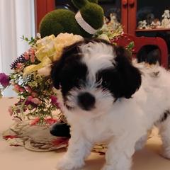Shichon puppies from Laura's Teddy Bears