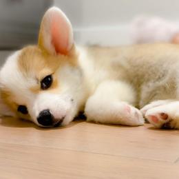 Pembroke Welsh Corgi Puppies from Cattal Corgis