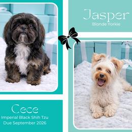 Shorkie puppies from Lil Luxe Pups