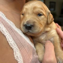 Pink - Golden female Golden Retriever puppy in Bonanza, Oregon from Gold 'N Dust Ranch