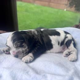 Miami - Blue roan and tan female Cocker Spaniel puppy in Floyds Knobs, Indiana from Sweet Tails