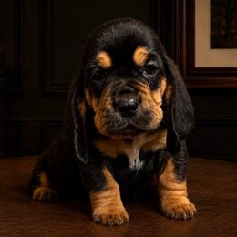 Stanley - Orange collar - Black brown and white male Basset Hound puppy in Edmonton, Kentucky from RiverBottom Bassets