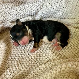 Ace - Tri-color male Bernedoodle puppy in Lancaster, Missouri from Cavapoo Acres