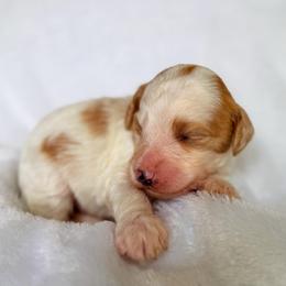 John - Parti male Goldendoodle puppy in Urbana, Illinois from ZaraDoodles