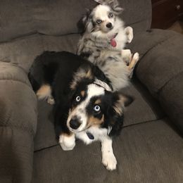 Toy Australian Shepherd All Grown Up from The Ranch of the Sun Toy Aussies