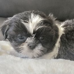 Jane - Blue female Shih Tzu puppy in Victorville, California from RUMBLE n TUMBLE