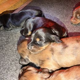 Gum drop - Black and tan female Dachshund puppy in Lincolnton, North Carolina from Oakview Kennels
