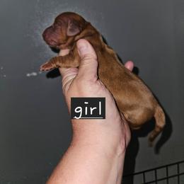 Girl 2 - Cream female Dachshund puppy in Lansing, Michigan from Black Thunder 517 Dachshunds and frenchies