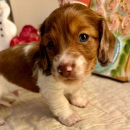 Rocket - Red male Dachshund puppy in Hensley, Arkansas from The Dachshund Barn