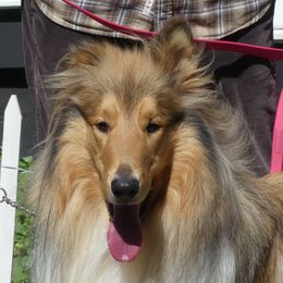 Fox - Collie