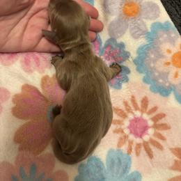 Iris - Fawn (isabella) and tan female Dachshund puppy in Lufkin, Texas from L & A Dachshunds