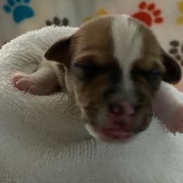 Jack Russell Terrier Puppies from Fair Dinkum Jack Russell Terriers