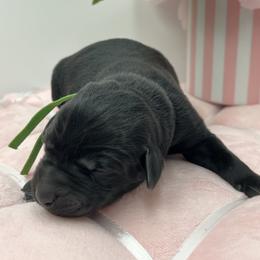 Green - Black female Labrador Retriever puppy in Heath Springs, South Carolina from Rich Hill Retrievers
