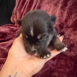 Bailey - Tri-color male Pomsky puppy in La Vergne, Tennessee from Atencio Pomsky