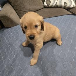 Black Collar - Golden female Golden Retriever puppy in El Dorado Hills, California from Asperheim Golden Retriever Puppies