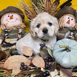 Pancake - Buff male Cocker Spaniel puppy in Greers Ferry, Arkansas from Lake Area Cuddly Cockers