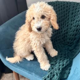 Greg Blue Collar Male - Yellow and white male Bernedoodle puppy in Peoria, Arizona from Wroth's Pawsibilities