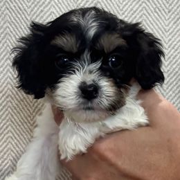 Jasmine - Tri-color female Cavachon puppy in Awendaw, South Carolina from LierChonPoo