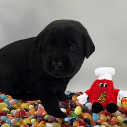 Bubblegum - Black female Labrador Retriever puppy in Water Valley, Mississippi from Three Lakes Labs & WHDs