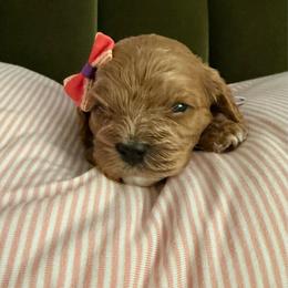 June - Apricot female Cavapoo puppy in Spanish Fork, Utah from Poseydoodle