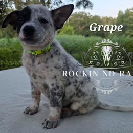 Grape - Blue male Australian Cattle Dog puppy in Silsbee, Texas from Rockin ND Ranch