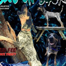 Blue - Bluetick Coonhound