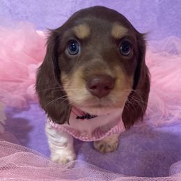 Maple - Piebald female Dachshund puppy in Great Bend, Pennsylvania from Dashing Doxies